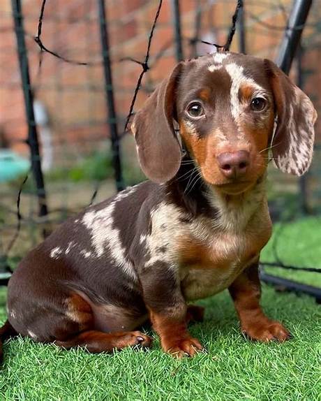 Are Chocolate Dapple Dachshunds Healthy? the Science Behind the Pattern