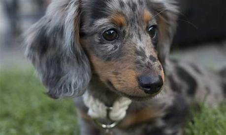 Are Mini Long-Haired Dachshunds Actually Harder to Care for? Fact-Checking Health, Temperament, and Care Myths