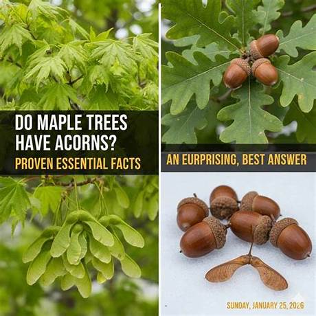 Botanical Fact-Check: Are Avocados, Acorns, and Açaí Technically Fruits?