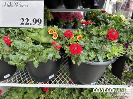 Costco Flowers and Garden Alerts: What Members Must Know Before Buying Plants