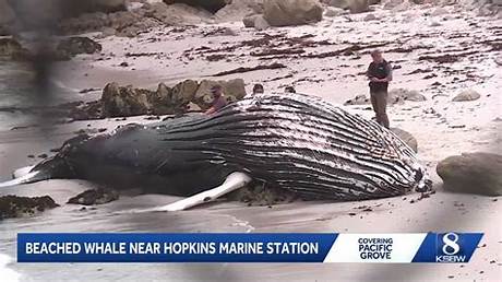 Dead Whale Washes Ashore at Lovers Point: Photos and Marine Safety Response