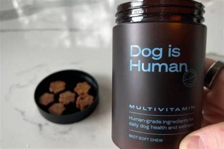 Dog Is Human Multivitamin Review: Does This All-in-One Chew Actually Work?
