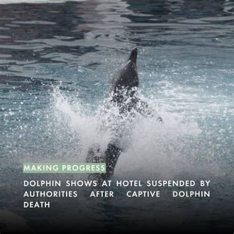 Dolphin Captivity Crisis Timeline: from Federal Inspections to Global Breeding Halts
