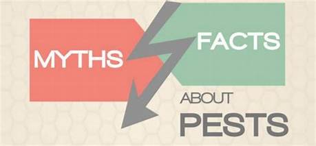 Fact-Checking Household Pest Myths: Do Spiders Like Hot or Cold Rooms?
