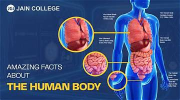 Fact-Checking the Human Body: What Is Truly the Largest Organ in 2026?