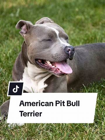 Fact-Checking Tiktok's Pit Bull Terrier Trends: Harmless Meme or Pet Behavioral Hazard?