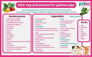 Guinea Pig Diet Update 2026: New Guidelines on Fruit and Safe Treats