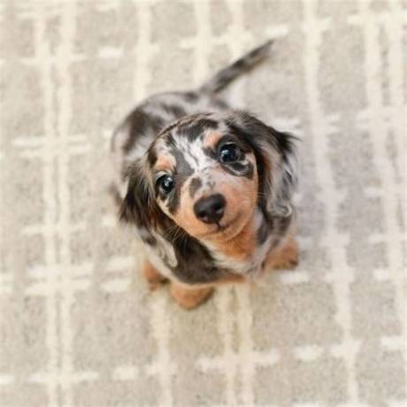 How Miniature Dapple Dachshunds Became 2026'S Top Trending Pet Phenomenon