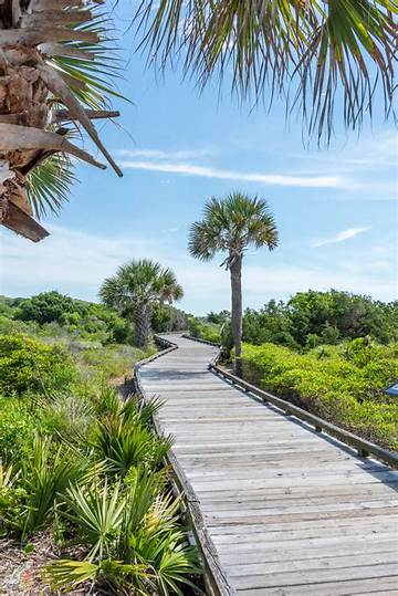 Inside Myrtle Beach State Park: from Top Atlantic Campsite to Coastal Wildlife Hotspot