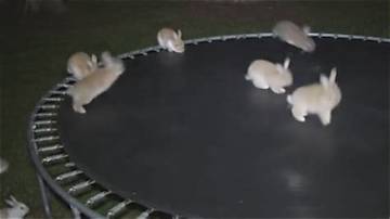 Is the Bunny on Trampoline Video Real? Visual Evidence and Ai Flaws Broken Down