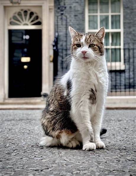 Larry the Cat at 19: the Funniest Downing Street Memes and Viral Photos