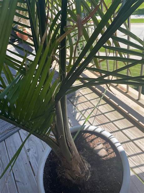 Majesty Palm Fronds Bending: Visual Signs of Thirst, Root Rot, and Light Starvation