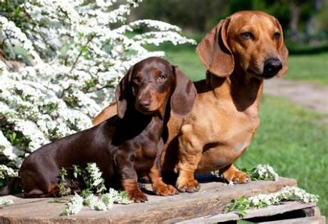 Miniature Vs. Standard Dachshund Lifespan: What the Latest Canine Data Proves