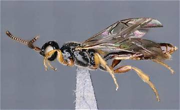 Newly Discovered Parasitic Wasp Shocks Entomologists with Brutal Egg-Piercing Reproduction
