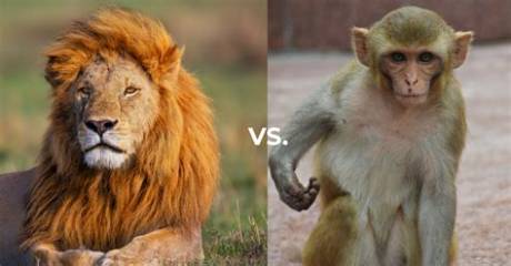 The Complete Guide to 'Lion vs Monkey': Meme Lore, Animal Behavior, and Viral Faqs