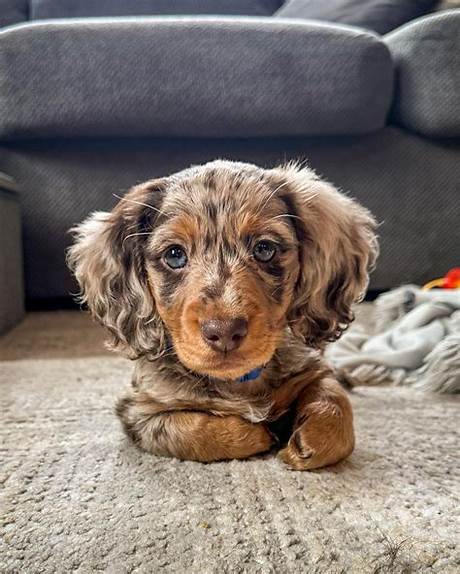 The Dapple Long-Haired Dachshund Phenomenon: Why Everyone Is Falling for This Rare Pattern