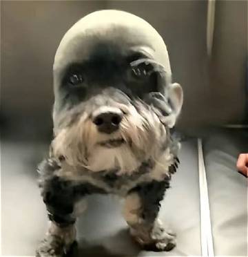 The Rise of Goofy Ahh Dog Culture: from Niche Sound to Global Phenomenon