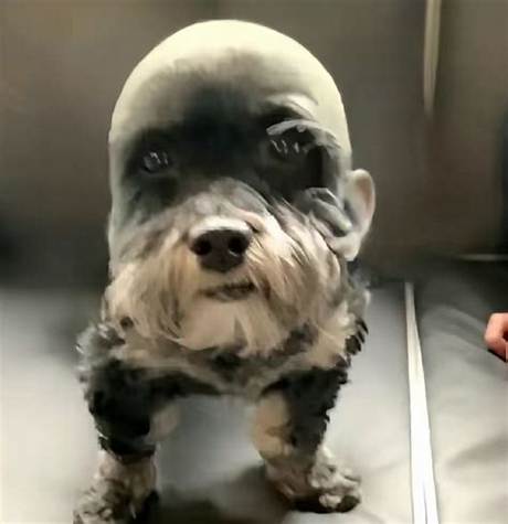 The Rise of Goofy Ahh Dog Culture: from Niche Sound to Global Phenomenon