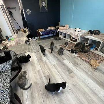 The Ultimate Cat Nap Hangout Guide: How to Visit, What to Know, and Tips for Home Setups