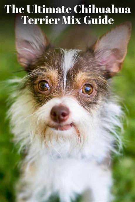 The Ultimate Chihuahua Playlist: Best Tracks, Fun Facts, and Where to Listen
