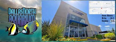 The Ultimate Dallas North Aquarium Visitor Guide: Hours, Rare Fish Collections, and Pro Tips