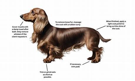 The Ultimate Long-Haired Dachshund Grooming Playbook: Step-by-Step at-Home Coat Care
