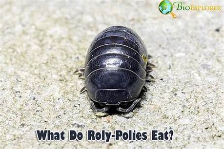 What Do Rolly Pollies Drink? the Complete Hydration and Pet Care Guide