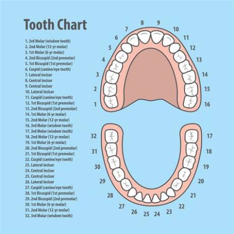 What Those Numbers Mean at the Dentist: Why Your Mouth Is Mapped 1 to 32