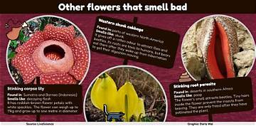 Why Does the 'Flower of Death' Smell Like Rotting Flesh? Inside the Viral Phenomenon