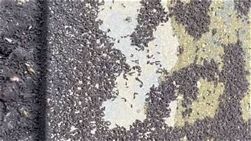 Why Swarms of Tiny Black Bugs Are Suddenly Invading Homes This Season